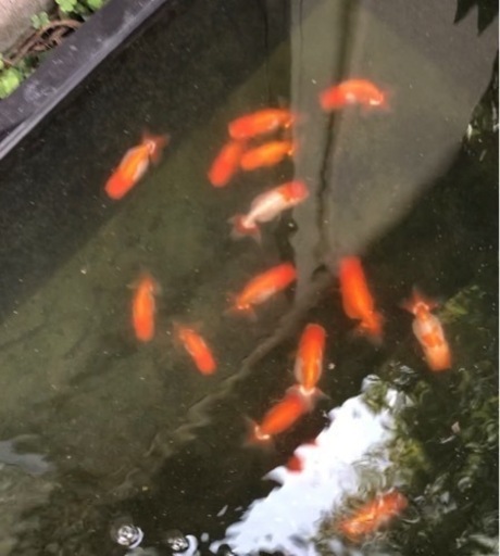 らんちゅう 15匹まとめて 日らん全国クラスの方の系統