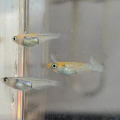 改良メダカ「夜桜ゴールド」若魚10匹＋αの画像