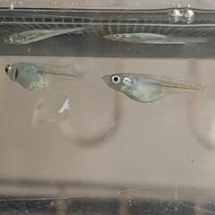 改良メダカ「エメキン」若魚5匹の画像