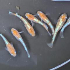✨朱光菊✨　7匹の画像