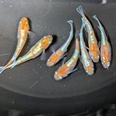 ✨朱光菊✨　7匹の画像