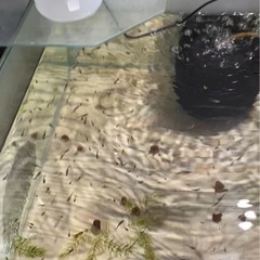 鯉グッピー　稚魚30匹の画像