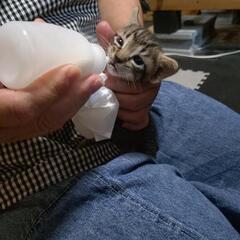 【急募】２匹の子猫の里親探しています！