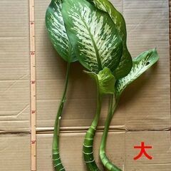 観葉植物　ディフェンバキアの画像