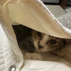 【問い合わせ複数のため一時停止中】小さくて超可愛い！キジ白…