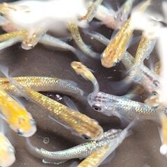 大特価 改良めだか タイプG　ラメ系約40匹の画像