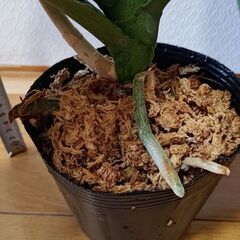 胡蝶蘭　①の画像