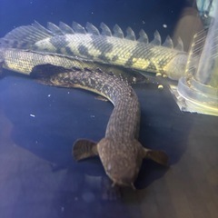 ポリプテルストゥジェルシー30cm+ 熱帯魚の画像