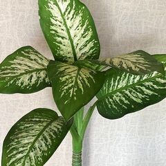 観葉植物　ディフェンバキア　鉢植えの画像