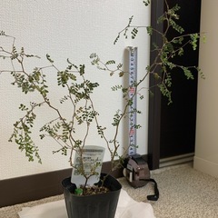 観葉植物の画像