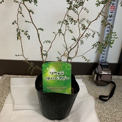 観葉植物の画像