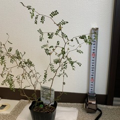 観葉植物の画像