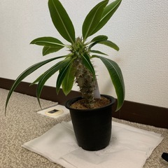 観葉植物