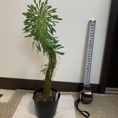 観葉植物