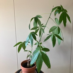 パキラ　　（80センチ）の画像