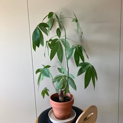 パキラ　　（80センチ）の画像