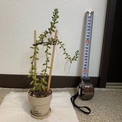 観葉植物