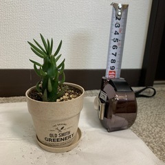 観葉植物
