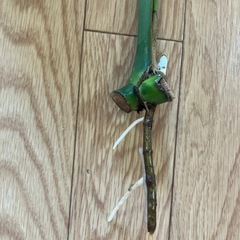 モンステラ　差し枝　 の画像