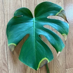 モンステラ　差し枝　 の画像