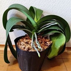胡蝶蘭　②の画像