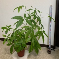 観葉植物