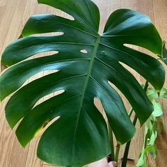 モンステラ　挿し枝の画像