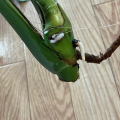 モンステラ　挿し枝の画像