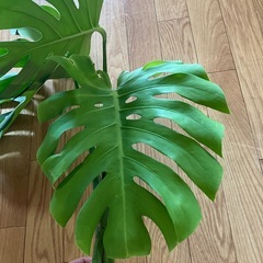 モンステラ　挿し枝の画像