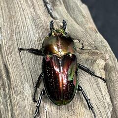 ニジイロクワガタ　1♂3♀の画像