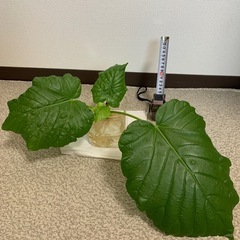 観葉植物
