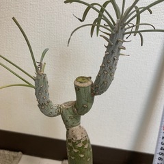 観葉植物の画像