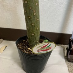 観葉植物の画像