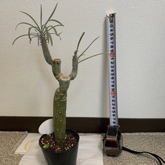 観葉植物の画像
