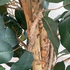 ★【不二貿易】観葉植物　フェイクグリーン　　フィカス　高さ150cm 北九州店舗店頭販売のみの画像