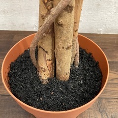 ★【不二貿易】観葉植物　フェイクグリーン　　フィカス　高さ150cm 北九州店舗店頭販売のみの画像