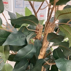 ★【不二貿易】観葉植物　フェイクグリーン　　フィカス　高さ150cm 北九州店舗店頭販売のみの画像