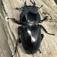 スマトラオオヒラタ　ペアの画像