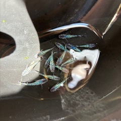 サファイアメダカの画像
