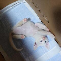 子猫　里親決まりました