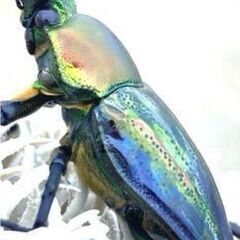 青紋ニジイロクワガタ初令幼虫10頭セット　ラピスブルーの画像