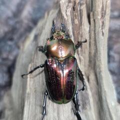 ニジイロクワガタ　1♂3♀の画像