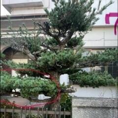 カイヅカやゴヨウマツなど無料で差し上げまますの画像