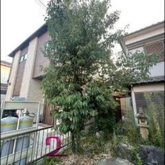 カイヅカやゴヨウマツなど無料で差し上げまますの画像