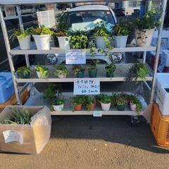 🌻湿生・水生植物、水草チャリティー販売（🍀福祉活動に役立てていま...
