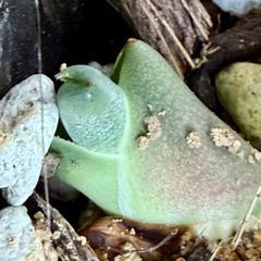 アガベアメリカーナの新芽1株の画像
