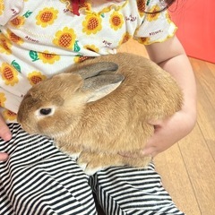 子うさぎ