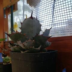 アガベチタノタ藍鯨の画像