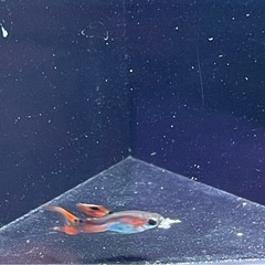 エルシルバラードダブルソード　1ペアの画像