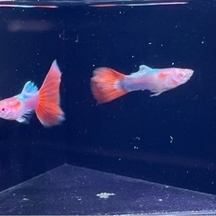 RREAアクアマリンレッドテール　2ペア　の画像